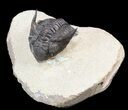 Cute, Metacanthina (Asteropyge) Trilobite - Lghaft #49814-1